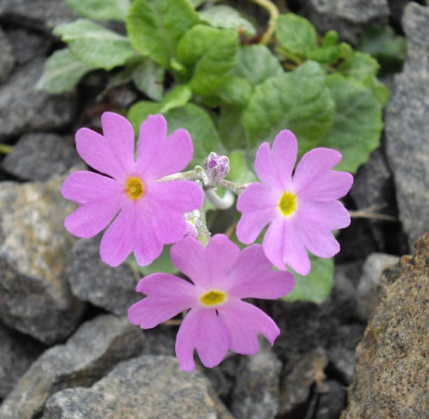 Primula farinosa photo